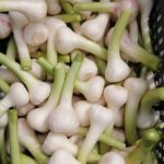 Agro Egypt for agricultural products Ghallab Citrus Export Company in Egypt Citrus Export Company