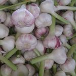 Agro Egypt for agricultural products Ghallab Citrus Export Company in Egypt Citrus Export Company