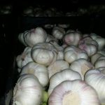 Agro Egypt for agricultural products Ghallab Citrus Export Company in Egypt Citrus Export Company