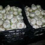 Agro Egypt for agricultural products Ghallab Citrus Export Company in Egypt Citrus Export Company