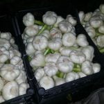 Agro Egypt for agricultural products Ghallab Citrus Export Company in Egypt Citrus Export Company