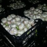 Agro Egypt for agricultural products Ghallab Citrus Export Company in Egypt Citrus Export Company