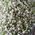 Agro Egypt for agricultural products Ghallab Citrus Export Company in Egypt Citrus Export Company