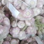 Agro Egypt for agricultural products Ghallab Citrus Export Company in Egypt Citrus Export Company