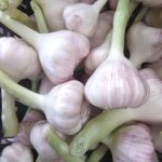 Agro Egypt for agricultural products Ghallab Citrus Export Company in Egypt Citrus Export Company