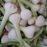 Agro Egypt for agricultural products Ghallab Citrus Export Company in Egypt Citrus Export Company