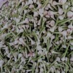 Agro Egypt for agricultural products Ghallab Citrus Export Company in Egypt Citrus Export Company