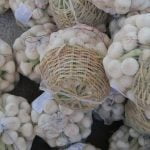 Agro Egypt for agricultural products Ghallab Citrus Export Company in Egypt Citrus Export Company