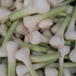 Agro Egypt for agricultural products Ghallab Citrus Export Company in Egypt Citrus Export Company