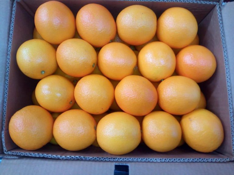 Agro Egypt for agricultural products Ghallab Citrus Export Company in Egypt Citrus Export Company